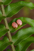 Rhodochrosite Oval Stud Earrings - Aritos - foto 107