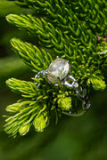 Citrino - Anillo - foto 209